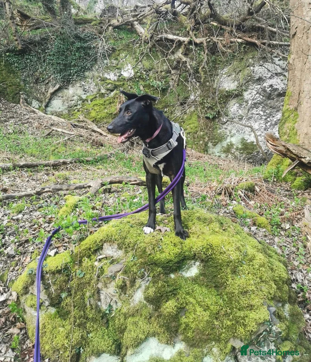 Mixed Breed dogs for adoption: Lottie in Menstrie - Advert 6
