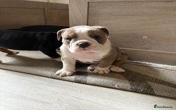 English Bulldog dogs for sale: Gorgeous English bulldog puppy’s  - Image 11
