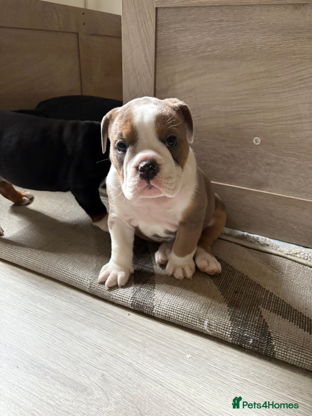 English Bulldog dogs for sale: Gorgeous English bulldog puppy’s  - Image 11