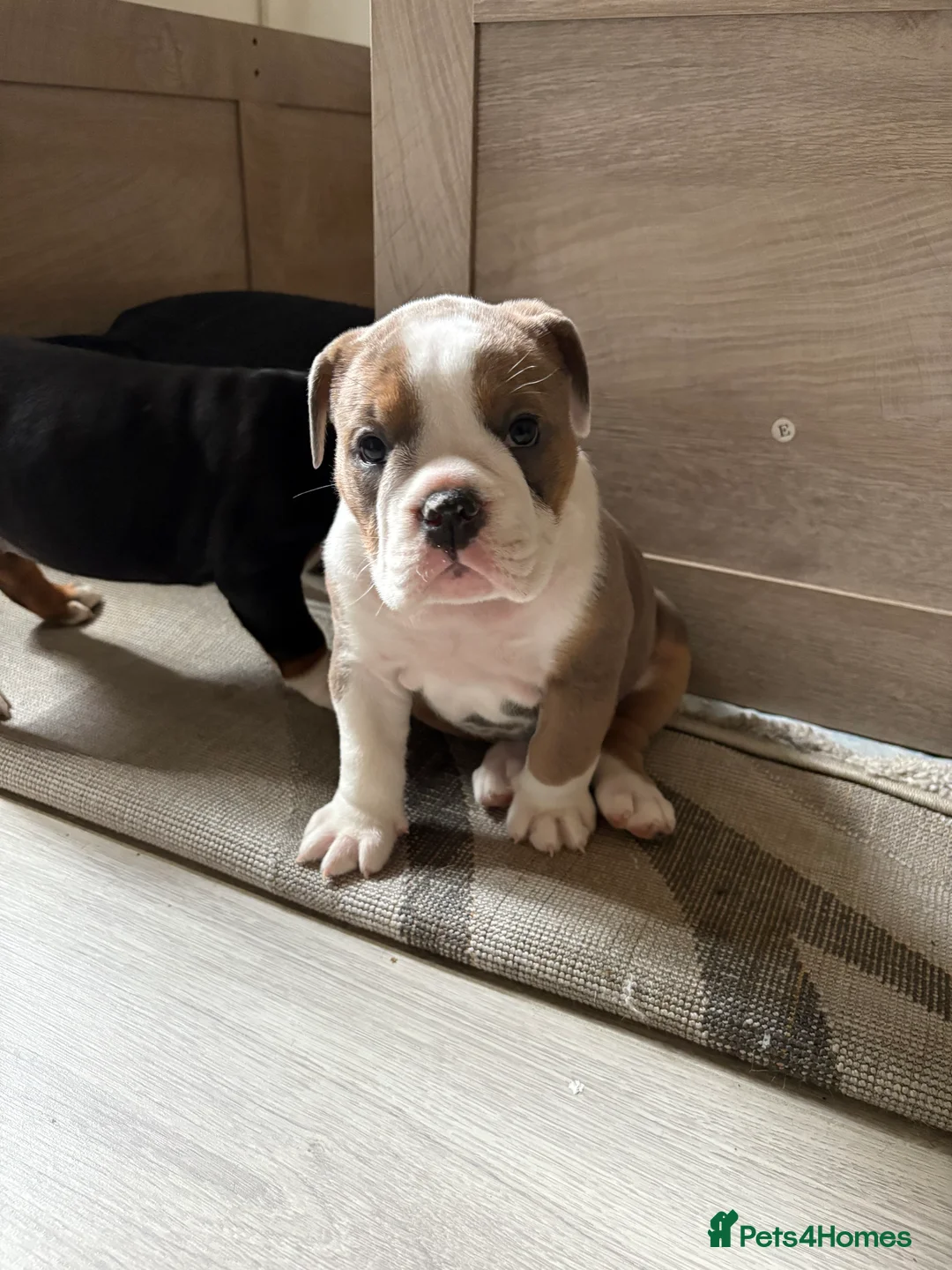 English Bulldog dogs for sale: Gorgeous English bulldog puppy NEBBR REGISTERD - Advert 14