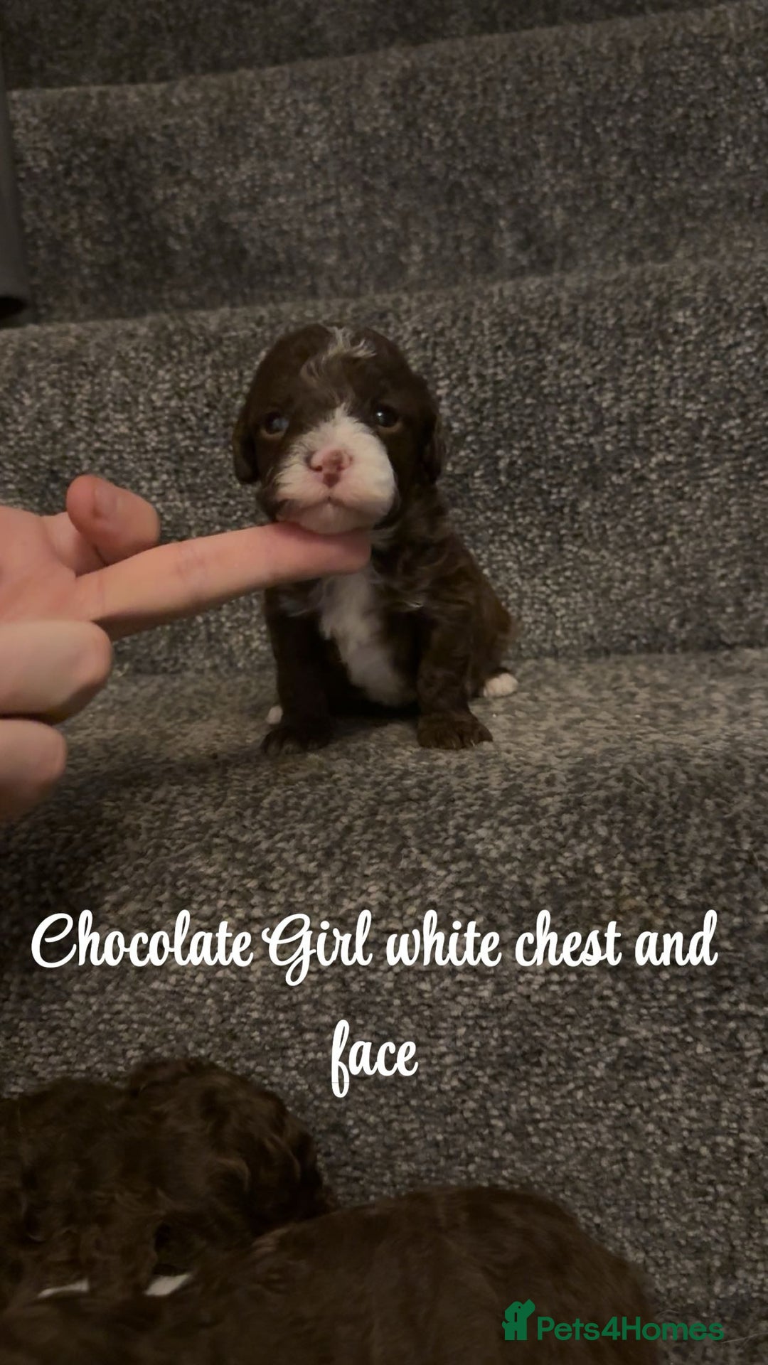 Cavapoo dogs for sale: Unusual true toy cavapoo  - Advert 3