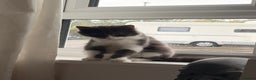 British Longhair cats for sale: 2 Male Kittens - Advert 7