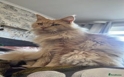 Maine Coon cats for sale: 🐾 Pedigree Cream Maine Coon - Image 8
