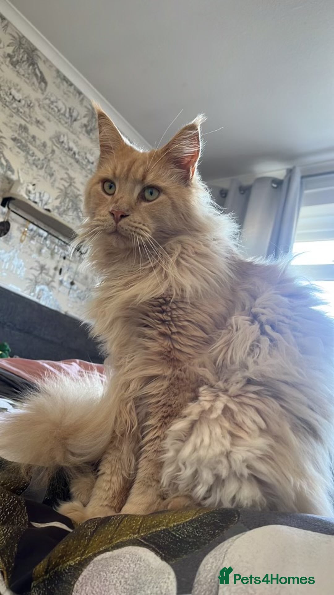 Maine Coon cats for sale: 🐾 Pedigree Cream Maine Coon - Image 8