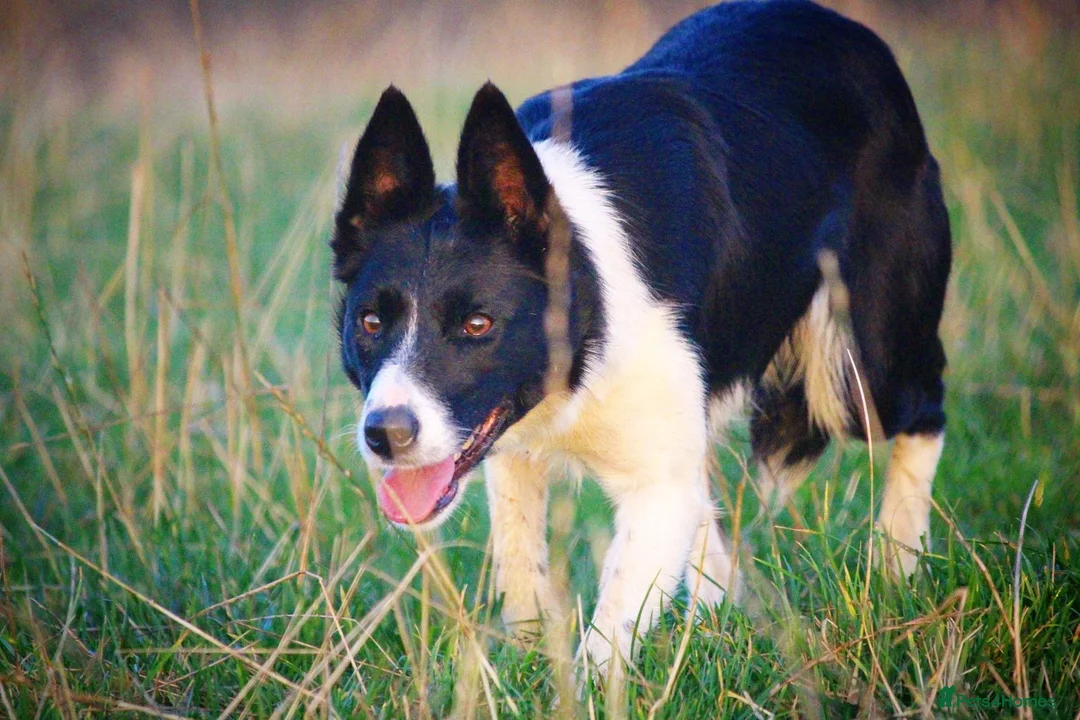 Border Collie dogs for sale: ISDS Registered Border Collie Male - Advert 8