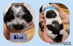 Cocker Spaniel dogs for sale: KC registered Show Type Cocker Spaniels - Image 12