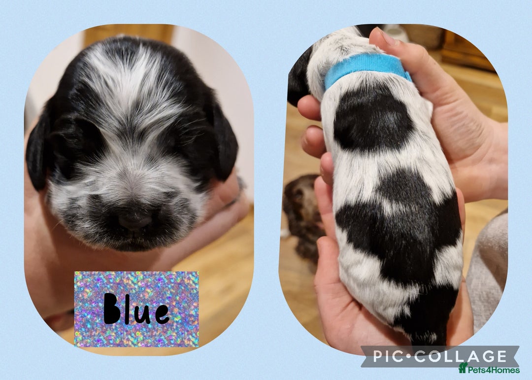 Cocker Spaniel dogs for sale: KC registered Show Type Cocker Spaniels - Image 12