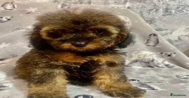 Maltipoo dogs - Advert 3