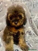 Maltipoo dogs - Advert 2