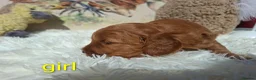 Cockapoo dogs for sale: Cockapoo Puppies PRA Clear! 262 DNA tests clear!KC - Advert 7