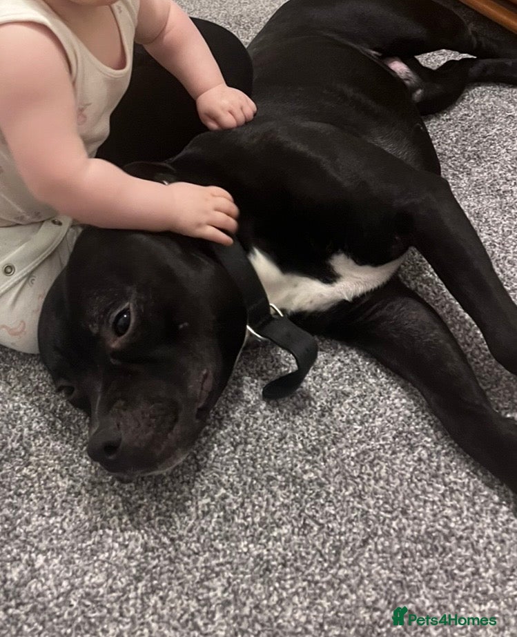 Staffordshire Bull Terrier dogs Beautiful 3 1/2 year old staff for stud FREE - Advert 2