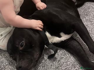 Staffordshire Bull Terrier dogs Beautiful 3 1/2 year old staff for stud FREE - Advert 2