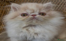 Exotic cats for sale: ❤️Stunning Exotic Shorthair & Longhair Kittens❤️  - Image 6
