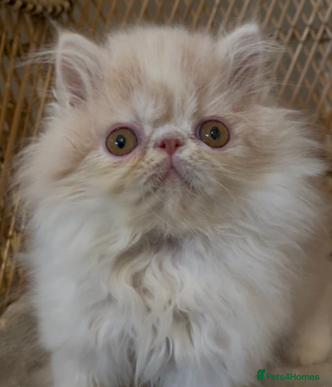 Exotic cats for sale: ❤️Stunning Exotic Shorthair & Longhair Kittens❤️  - Image 6