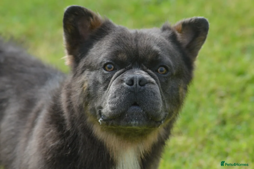 French Bulldog dogs for stud: 4 panel health clear fluffy stud dog in Southport - Advert 5