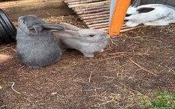 Mixed Breed rabbits for sale: mixed breed baby bunnies  - Image 15