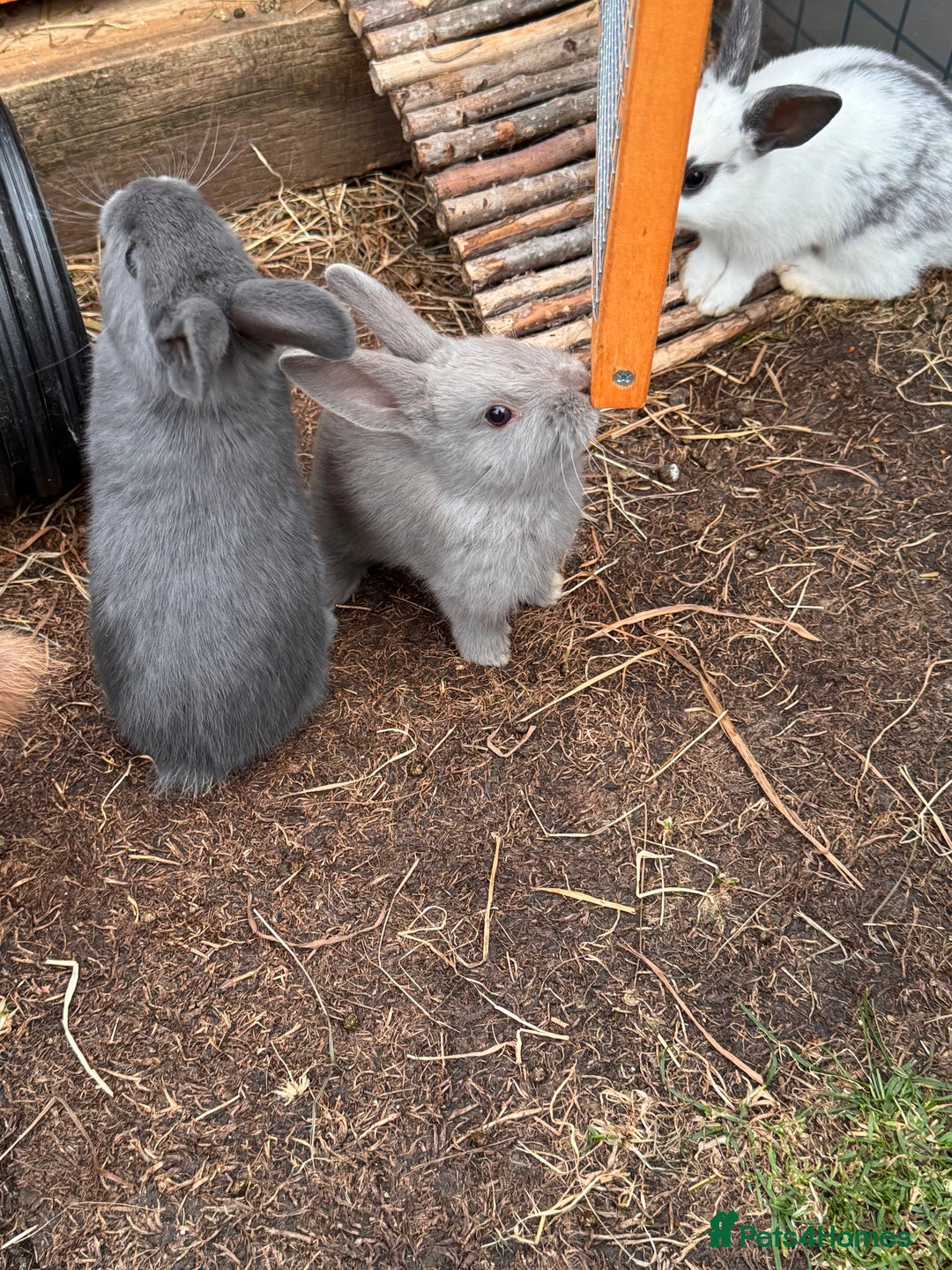 Mixed Breed rabbits for sale: mixed breed baby bunnies  - Image 15