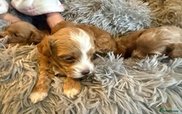 Maltipoo dogs for sale: Real life teddy bear f1 Maltipoos ❤️💥 - Image 26