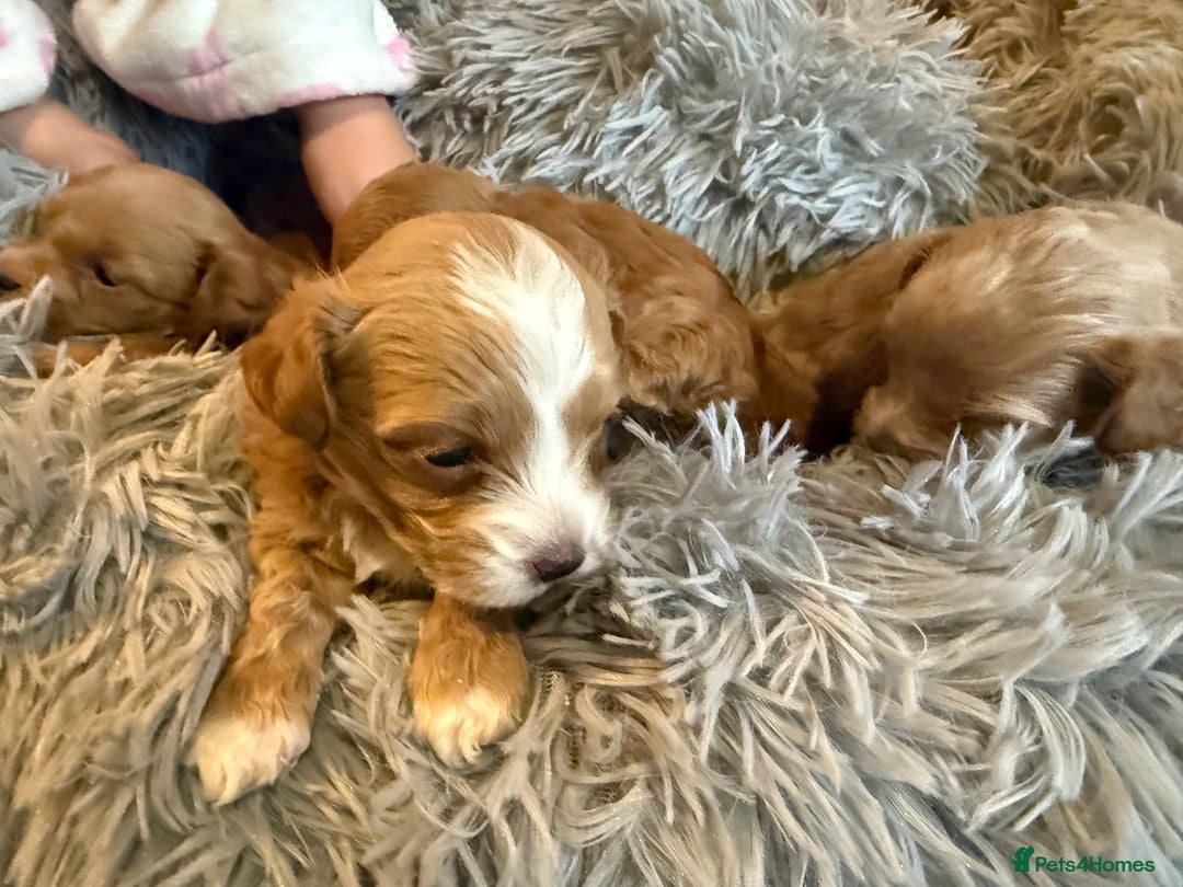 Maltipoo dogs for sale: Real life teddy bear f1 Maltipoos ❤️💥 - Image 26