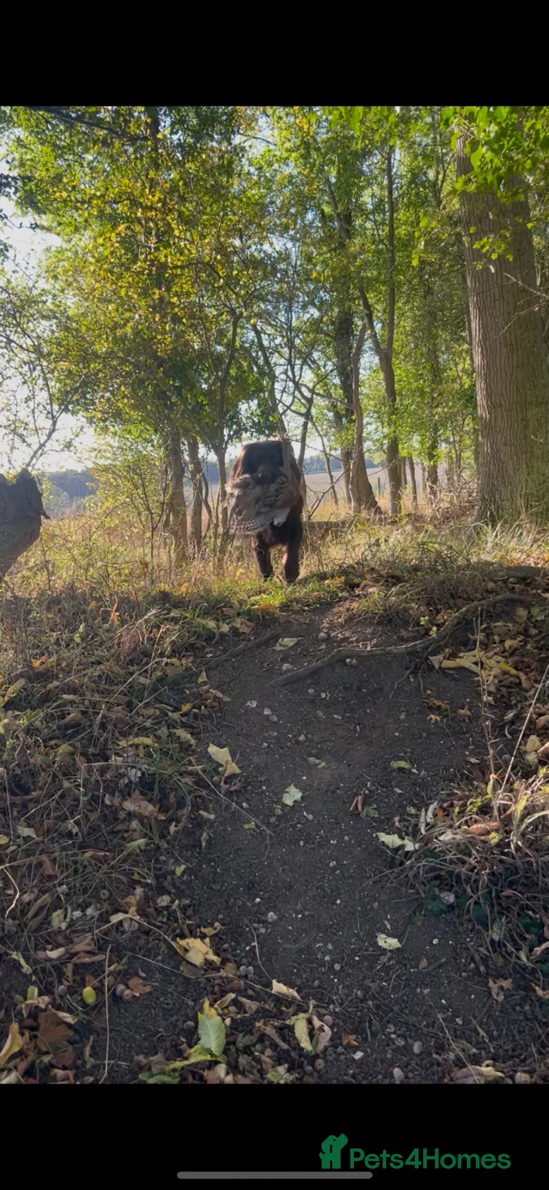 Cocker Spaniel dogs for stud: KC Registered working cocker spaniel for stud  in Halstead - Advert 1