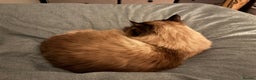 Mixed Breed cats for sale: Pretty semi-long hair male cat for rehome  - Advert 5