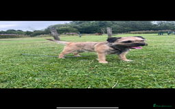 Border Terrier dogs for stud: Border terrier stud  in Rochdale - Image 4