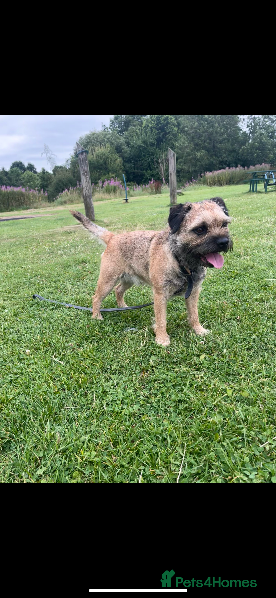 Border Terrier dogs for stud: Border terrier stud  in Rochdale - Image 4