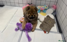 Chow Chow dogs for sale: Chow Puppies looking for new home - Image 19