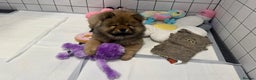 Chow Chow dogs for sale: Chow Puppies looking for new home - Advert 19