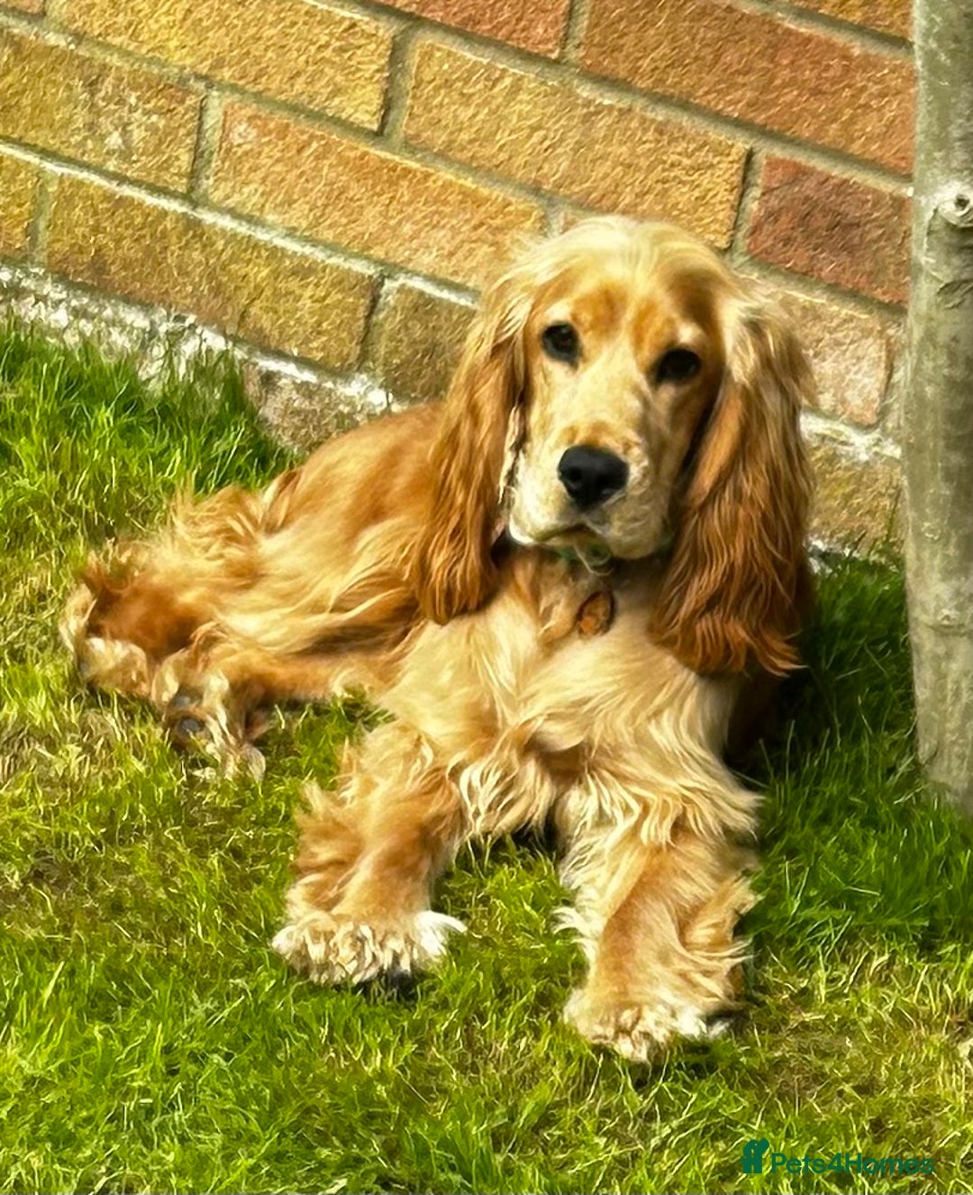 Cocker Spaniel dogs for sale: Cocker Spaniel Litter Due 🐾 - Advert 2