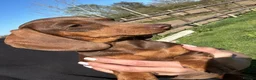 Miniature Dachshund dogs for sale: KC red and cream smooth miniature dachshunds  - Advert 12