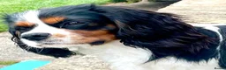 Cavalier King Charles Spaniel dogs for stud: KC registered Tri stud duties only - Advert 3