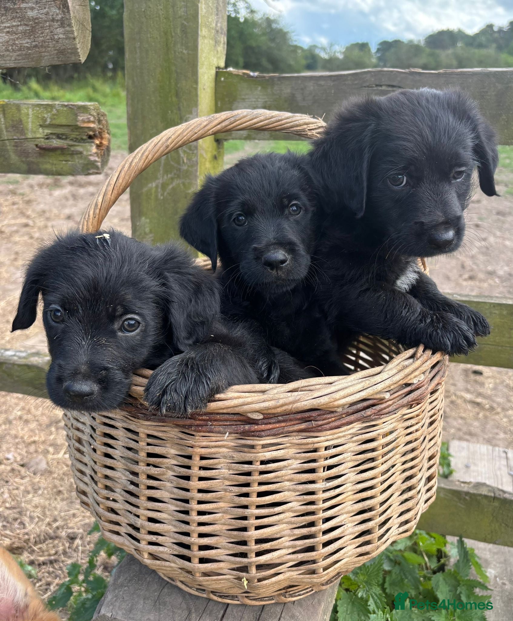 Mixed Breed dogs Jack russel terrier x shorkie puppies  - Advert 2