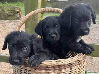 Mixed Breed dogs Jack russel terrier x shorkie puppies - Advert 12