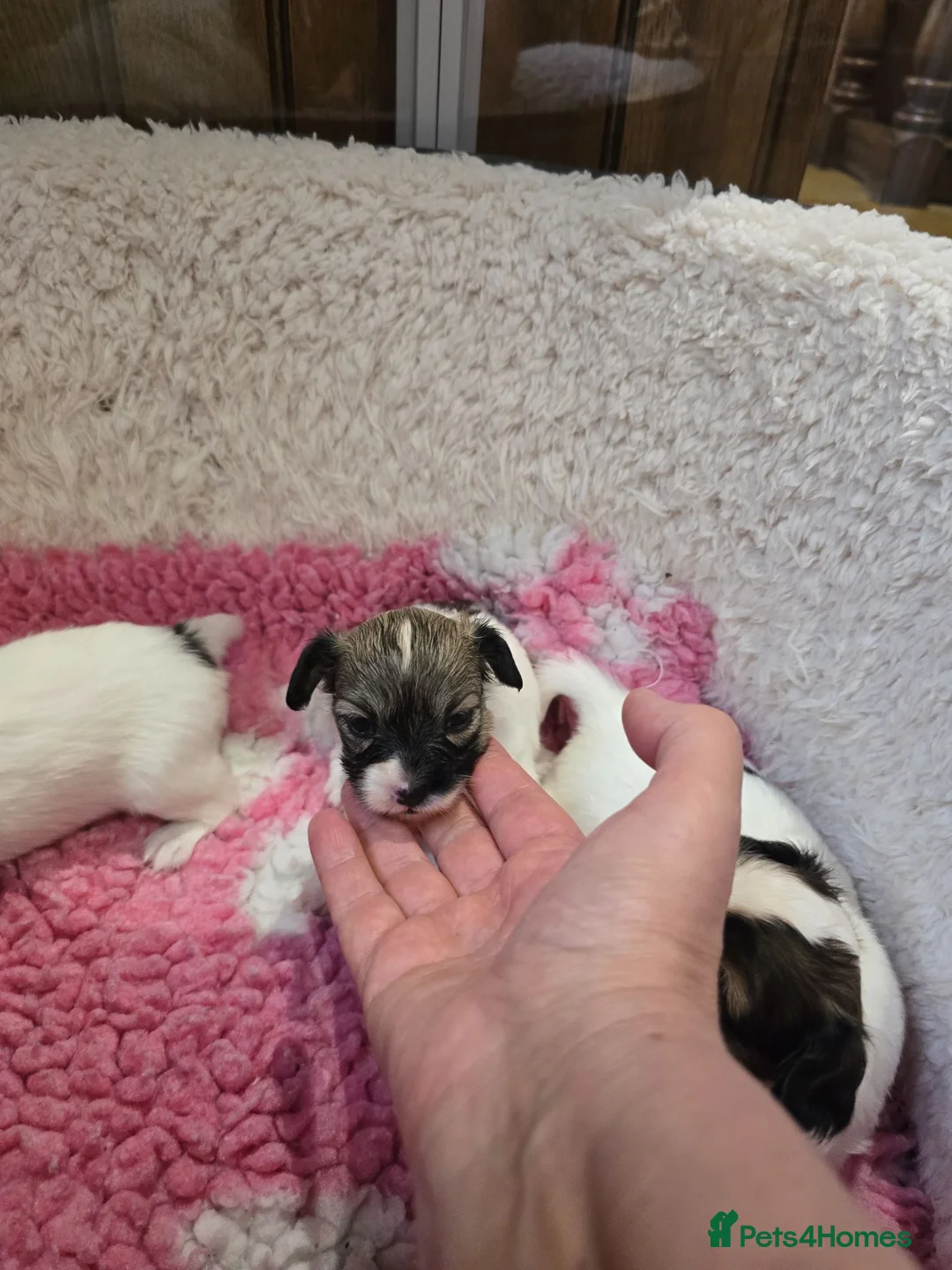 Papillon dogs for sale: 5generation Royal Kennel Club reg. - Advert 8