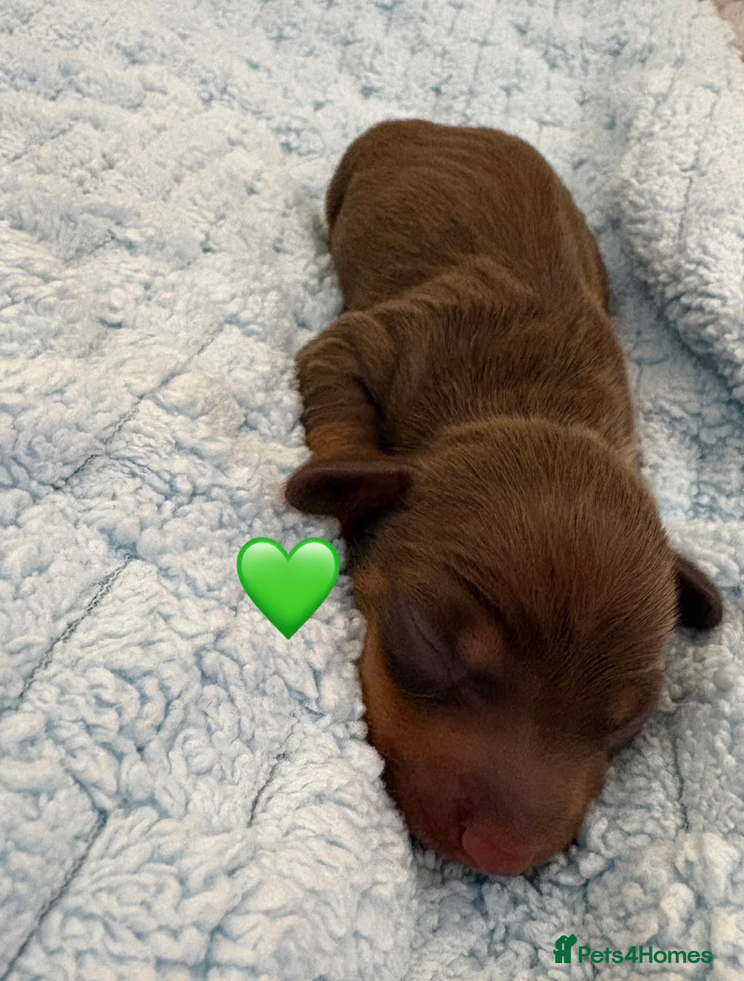 Miniature Dachshund dogs for sale: 4 Stunning Miniature Dachshund Puppies - Advert 2