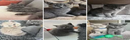 British Shorthair cats for sale: 🤍British Shorthair Kittens🤍 - Advert 12