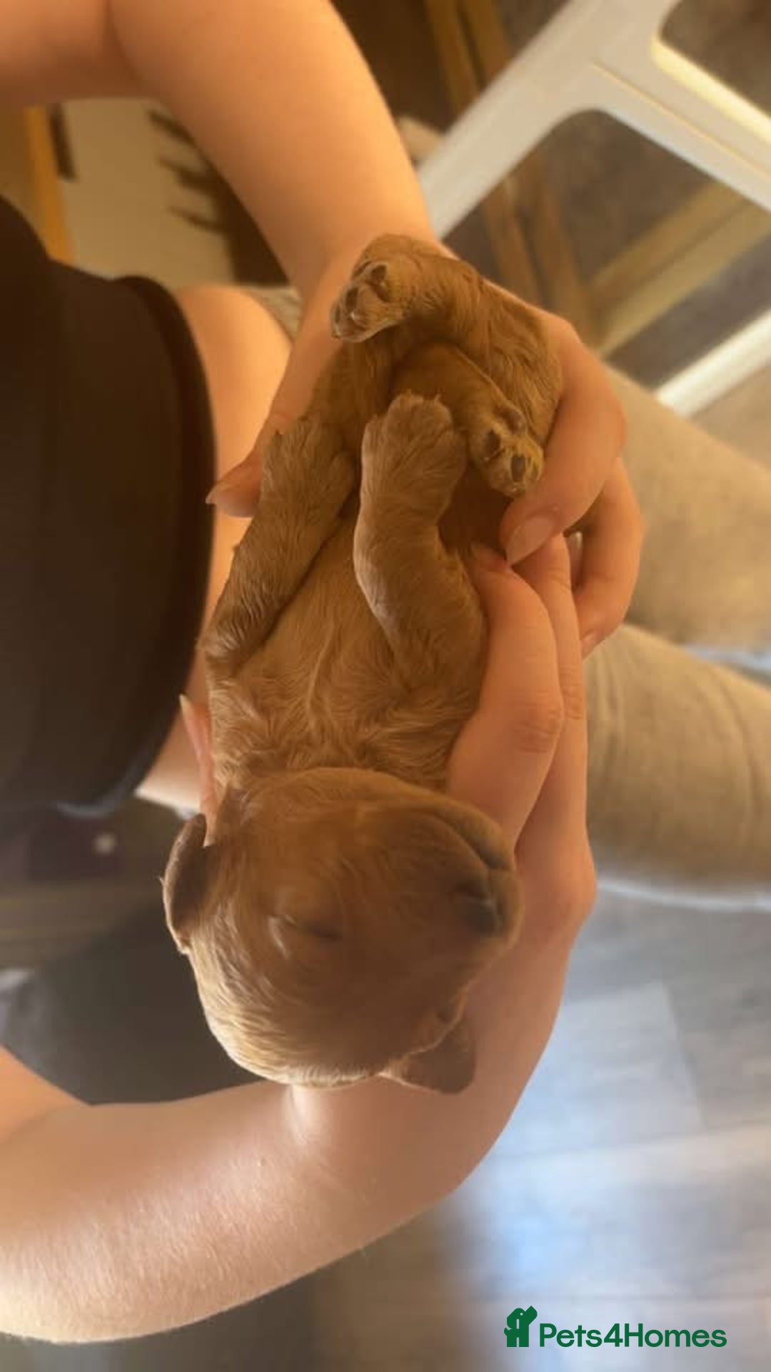 Labradoodle dogs for sale: Beautiful F1B Mini Labradoodles Hypoallergenic Red - Image 13