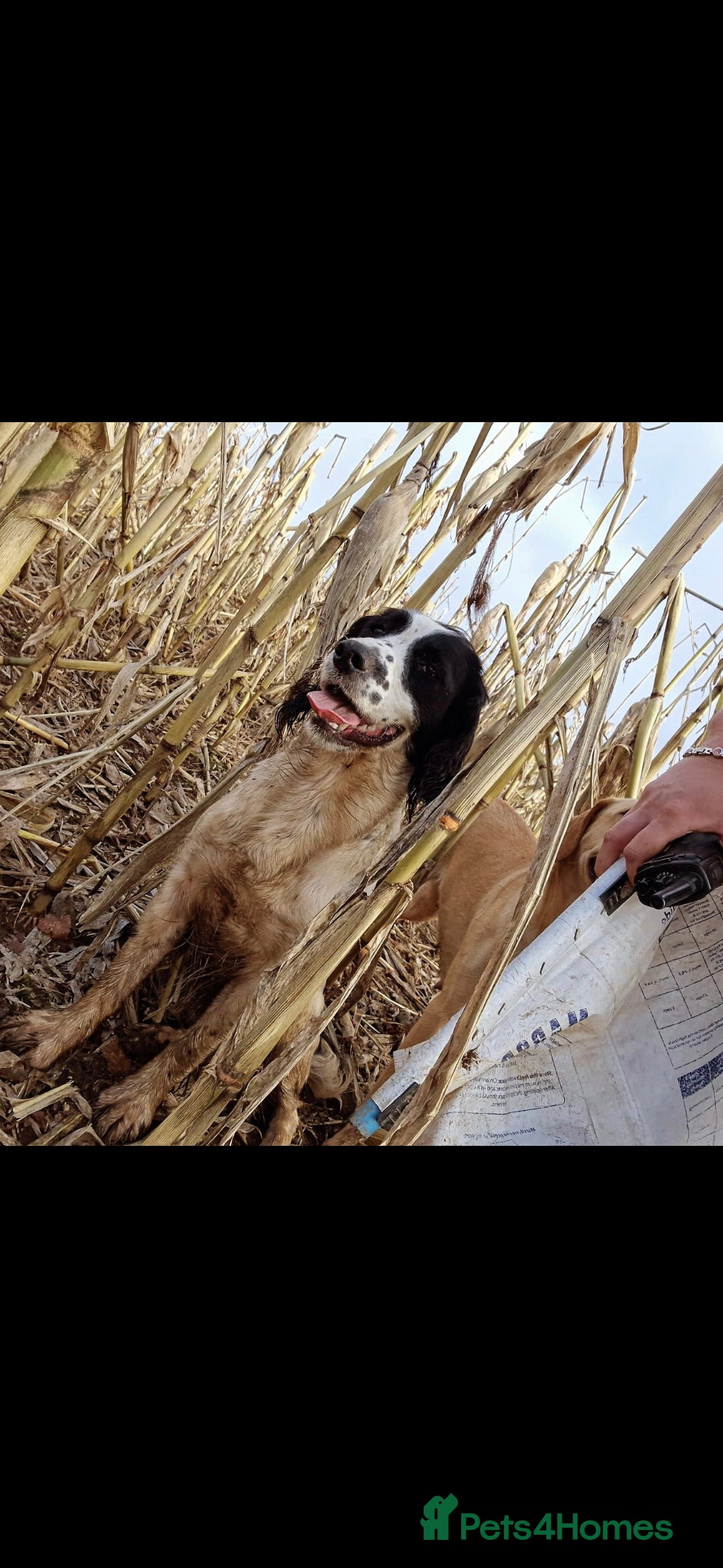 English Springer Spaniel dogs for sale: 2 male english springer pups - Image 3