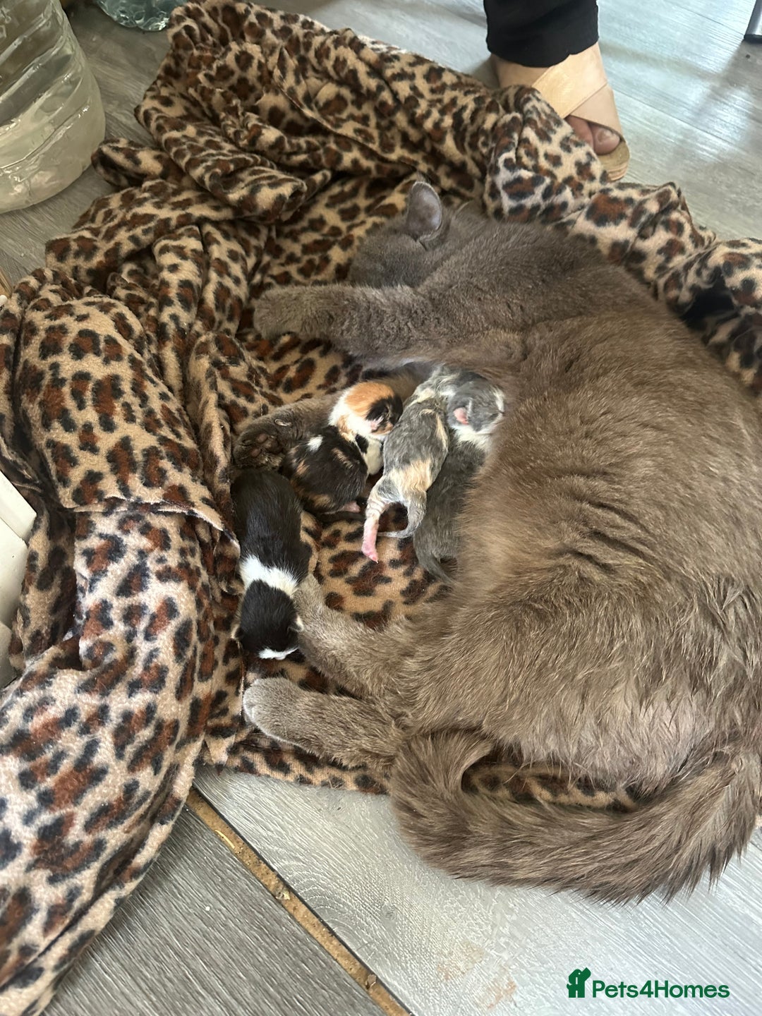 British Shorthair cats for sale:  Bargin BSH British short hair lovely kittens - Advert 8