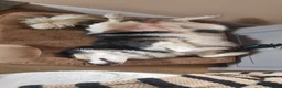 Border Collie dogs for sale: Border Collie - Advert 2