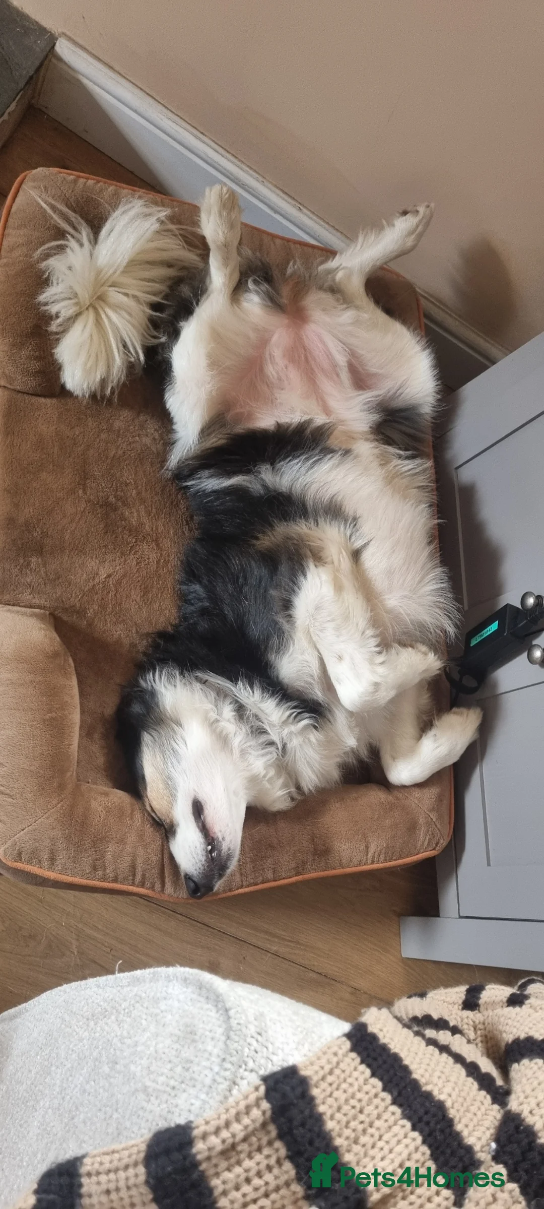 Border Collie dogs for sale: Border Collie - Advert 2