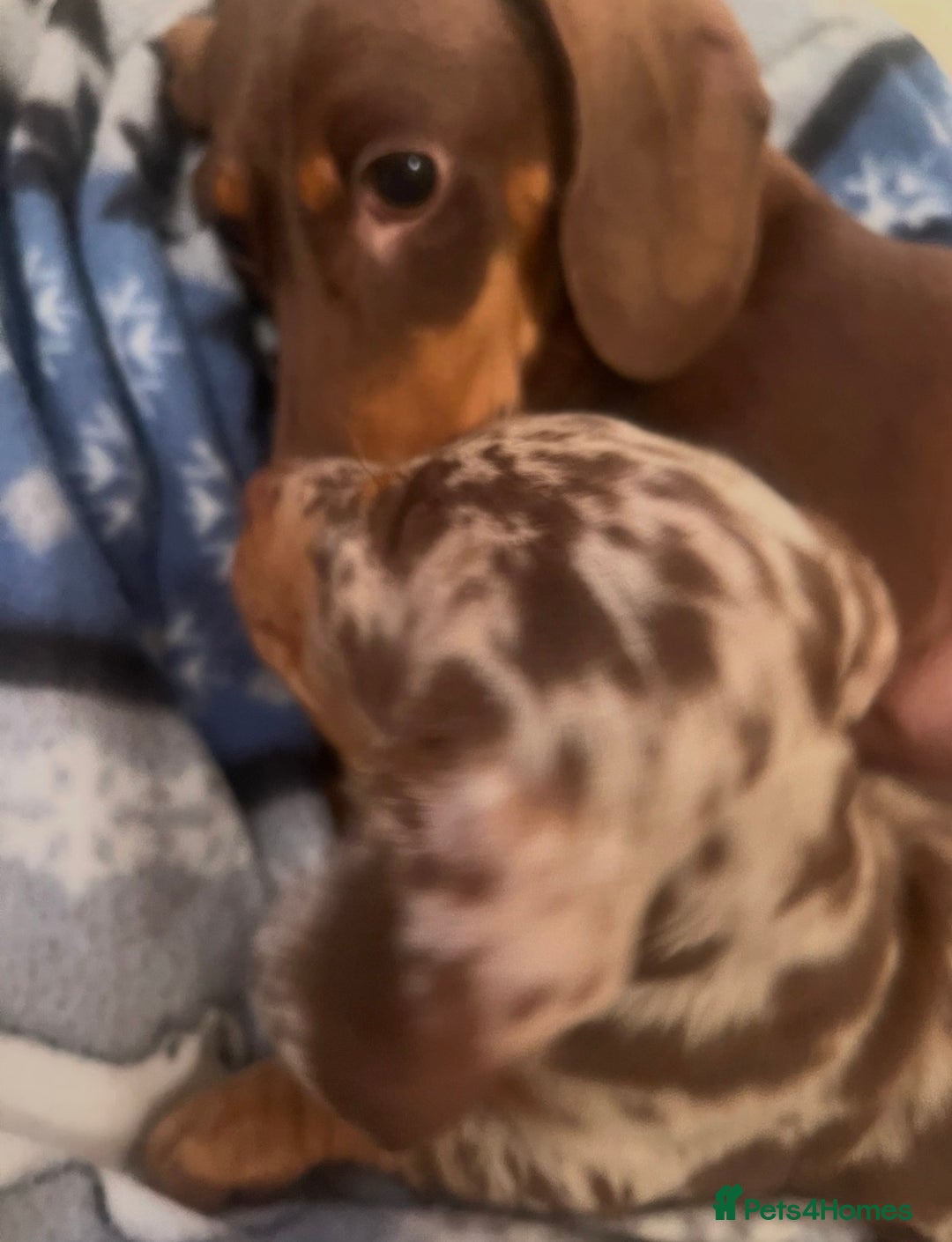 Dachshund dogs for sale: Dachshund for sale  - Advert 3