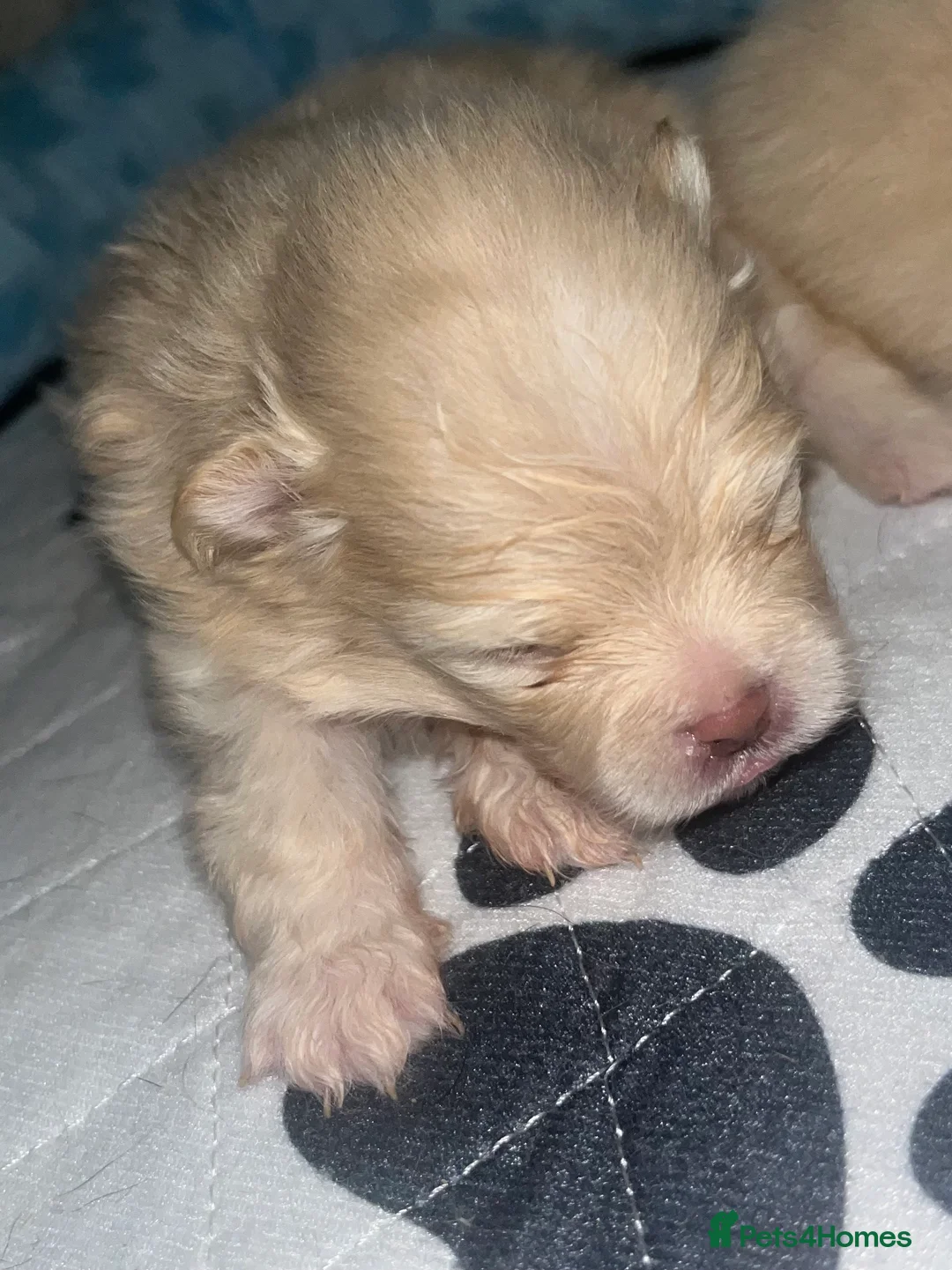 Pomeranian dogs for sale: 2 stunning Pomeranian boys available. - Advert 7