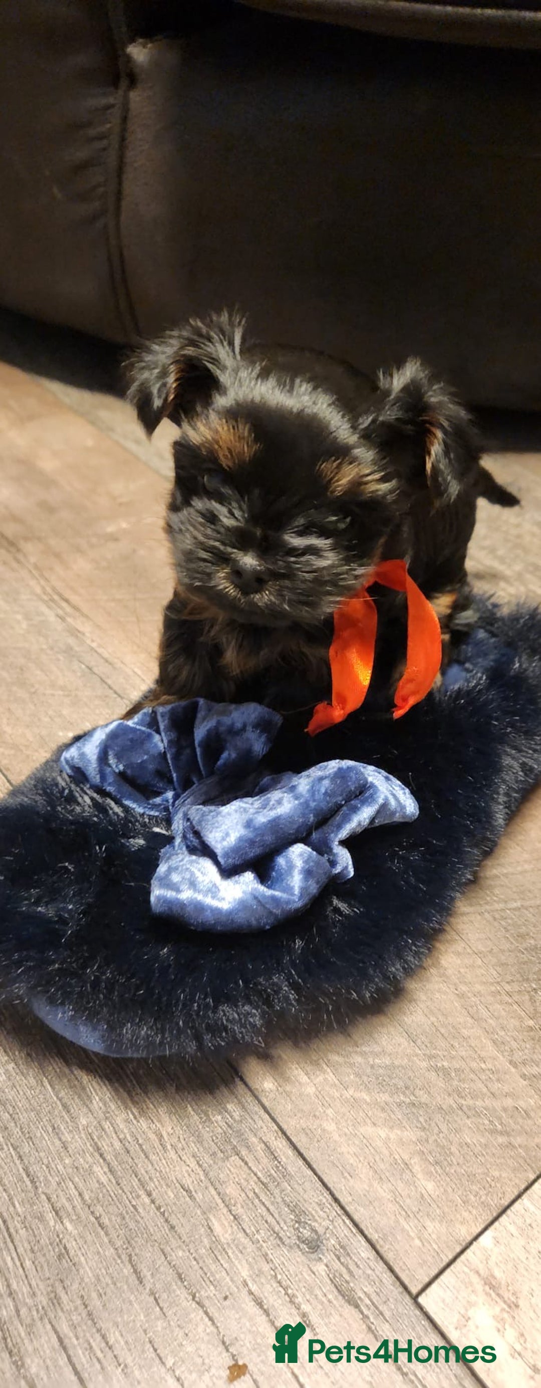 Yorkshire Terrier dogs for sale: Little Maya is looking for her own home - Advert 4
