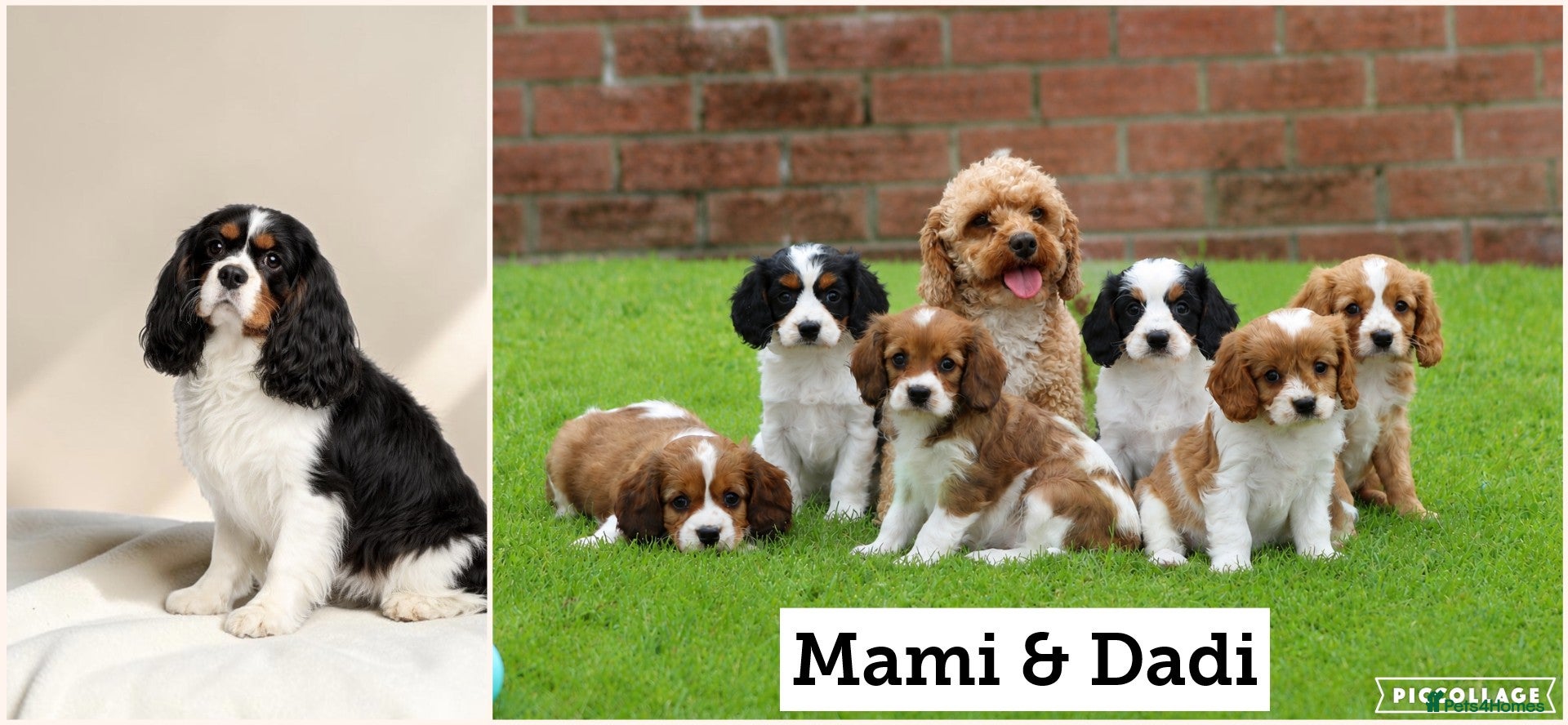 Cavapoo dogs Beautiful Cavapoo puppies for sale - Advert 2