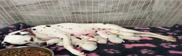 Dalmatian dogs for sale: 🏆🐾TOP QUALITY! BORN! 29th sep  🐾🏆 - Advert 12
