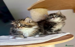 Siberian cats for sale: Champion line Kittens  - Image 8