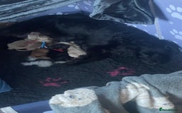 Mixed Breed dogs for sale: Adorable f2B Cockapoos  - Advert 10