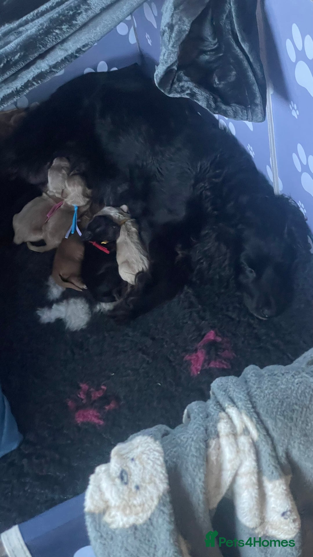 Mixed Breed dogs for sale: Adorable f2B Cockapoos  - Advert 10